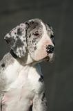DOGUE ALLEMAND 641